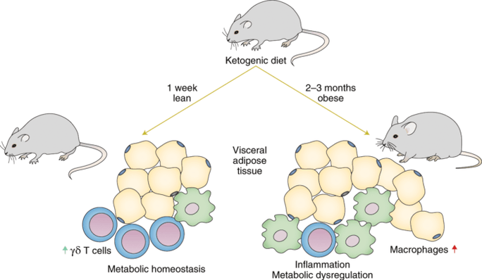 Following a keto diet leads to a decrease in immune gamma delta T cells and an increase in the number of macrophages in adipose tissue